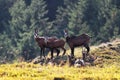 Chamois family in the mountains