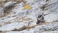 Chamois family on a rock on the alps Royalty Free Stock Photo