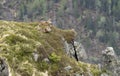 Chamois family on rocks in the Western Tatras Royalty Free Stock Photo