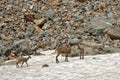 A chamois family in the Ecrins National Park Royalty Free Stock Photo