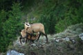 Chamois goat feeding her youngster