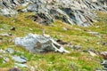 Chamois goat lying on a mountain ridge