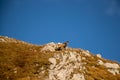 Chamois on a grass peak with blue sky