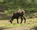 Chamois Rupicapra rupicapra. Karlsruhe, Germany