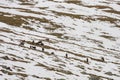 Chamois herd, eating grass among patches of snow