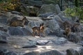 Chamois herd , wild goat Royalty Free Stock Photo