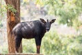 Southeast Asian chamois Royalty Free Stock Photo