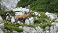 Chamois ina mountain rocky terrain