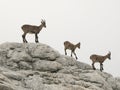 Chamois in Julian Alps Royalty Free Stock Photo