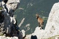 Chamois in the Julian Alps Royalty Free Stock Photo