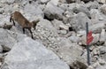 Chamois in Julian Alps Royalty Free Stock Photo