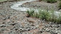 Chamois lookaround on stream in himalaya