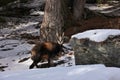 Chamois looking at me in Valnontey, Italy