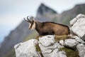 Chamois lying on the hill
