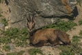 Chamois lying on rock and stone in sunny summer morning Royalty Free Stock Photo