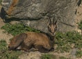 Chamois lying on rock and stone in sunny summer morning Royalty Free Stock Photo