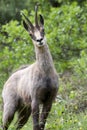 Chamois: male found in the bushes Royalty Free Stock Photo