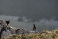 Chamois males standing on the mountain meadow with forest in the backround, Rupicapra rupicapra, Piatra Craiului, Romania Royalty Free Stock Photo