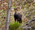 Chamois mountain goat on a cliff Royalty Free Stock Photo