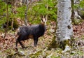 Chamois mountain goat on a cliff Royalty Free Stock Photo