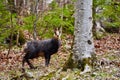 Chamois mountain goat on a cliff Royalty Free Stock Photo