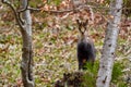 Chamois mountain goat on a cliff Royalty Free Stock Photo