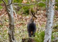 Chamois mountain goat on a cliff Royalty Free Stock Photo
