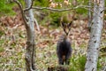 Chamois mountain goat on a cliff Royalty Free Stock Photo