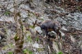 Chamois mountain goat on a cliff Royalty Free Stock Photo