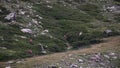 Chamois in the Mountain of PyreneesSpain