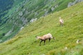 Chamois on the mountain ridge Royalty Free Stock Photo