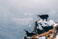 A chamois on a mountain ridge, Tatra Mountains, Poland Royalty Free Stock Photo