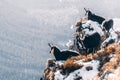 A chamois on a mountain ridge, Tatra Mountains, Poland Royalty Free Stock Photo