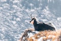 A chamois on a mountain ridge, Tatra Mountains, Poland Royalty Free Stock Photo