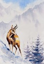 Chamois watercolors painted Royalty Free Stock Photo