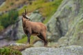 Chamois in mountains