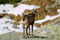 Chamois in the mountains, High Tatras in Slovakia