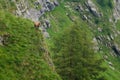 Chamois in mountains a mountain goat in wildeness