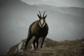 Chamois in the mountains, Piatra Craiului National Park, romania