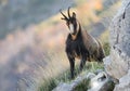Chamois in the National Park of Abruzzo Royalty Free Stock Photo