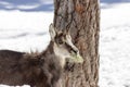 Chamois in the National Park, Aosta Royalty Free Stock Photo