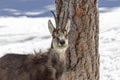 Chamois in the National Park, Aosta Royalty Free Stock Photo