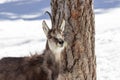 Chamois in the National Park, Aosta Royalty Free Stock Photo