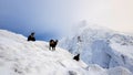 Chamois, National Park Low Tatras, Slovakia. Royalty Free Stock Photo