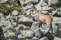 Chamois in the national park Royalty Free Stock Photo
