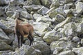 Chamois in the national park Royalty Free Stock Photo