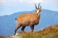 Chamois in nature - Rupicapra, Tatras, Slovakia Royalty Free Stock Photo