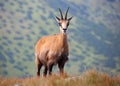 Chamois in nature - Rupicapra, Tatras, Slovakia Royalty Free Stock Photo