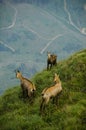 Chamois in Piatra Craiului Royalty Free Stock Photo