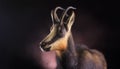 Chamois Portrait in Artistic Studio Lighting with Dark Background Royalty Free Stock Photo